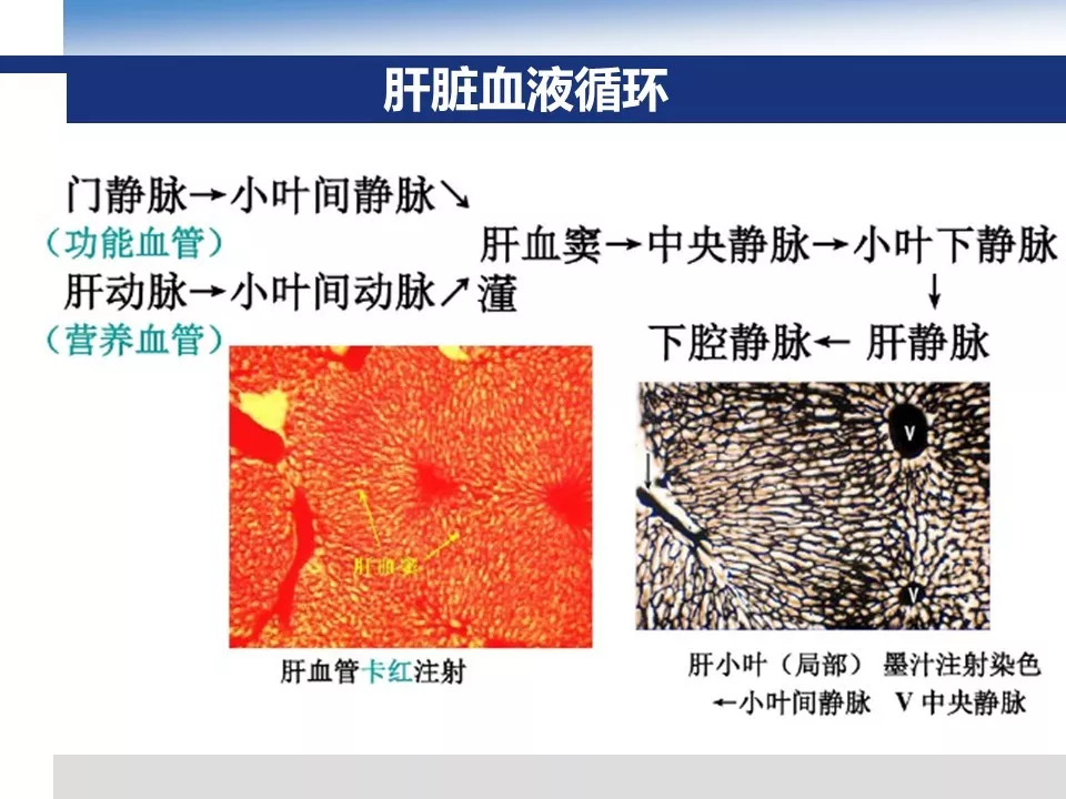 【PPT】吡咯生物碱相关肝窦阻塞综合征影像诊断