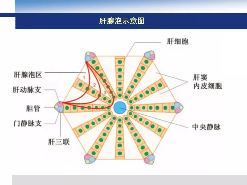 【PPT】吡咯生物碱相关肝窦阻塞综合征影像诊断