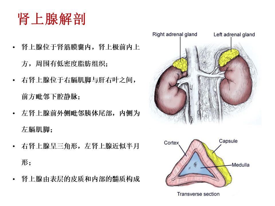 【PPT】肾上腺常见疾病的影像学表现