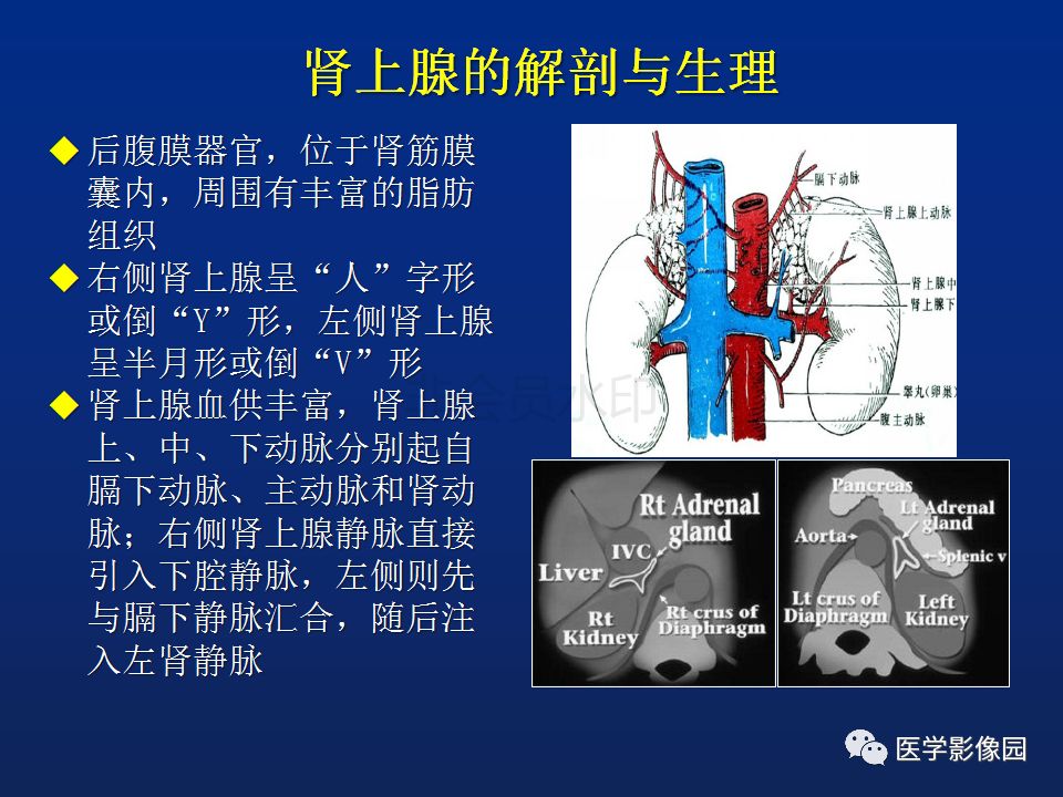 【PPT】肾上腺疾病的影像学表现