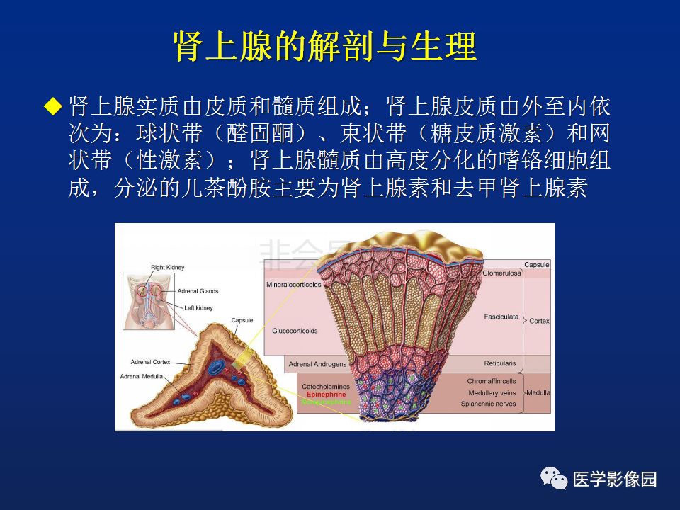 【PPT】肾上腺疾病的影像学表现