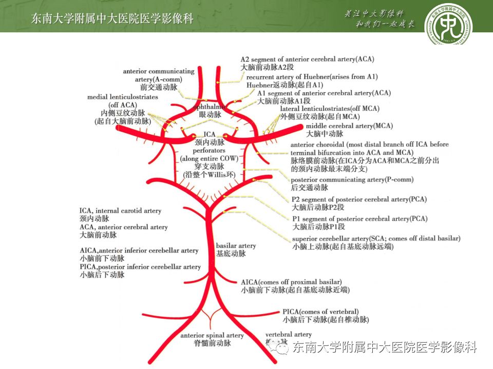 【病例】永存三叉动脉2例MRA