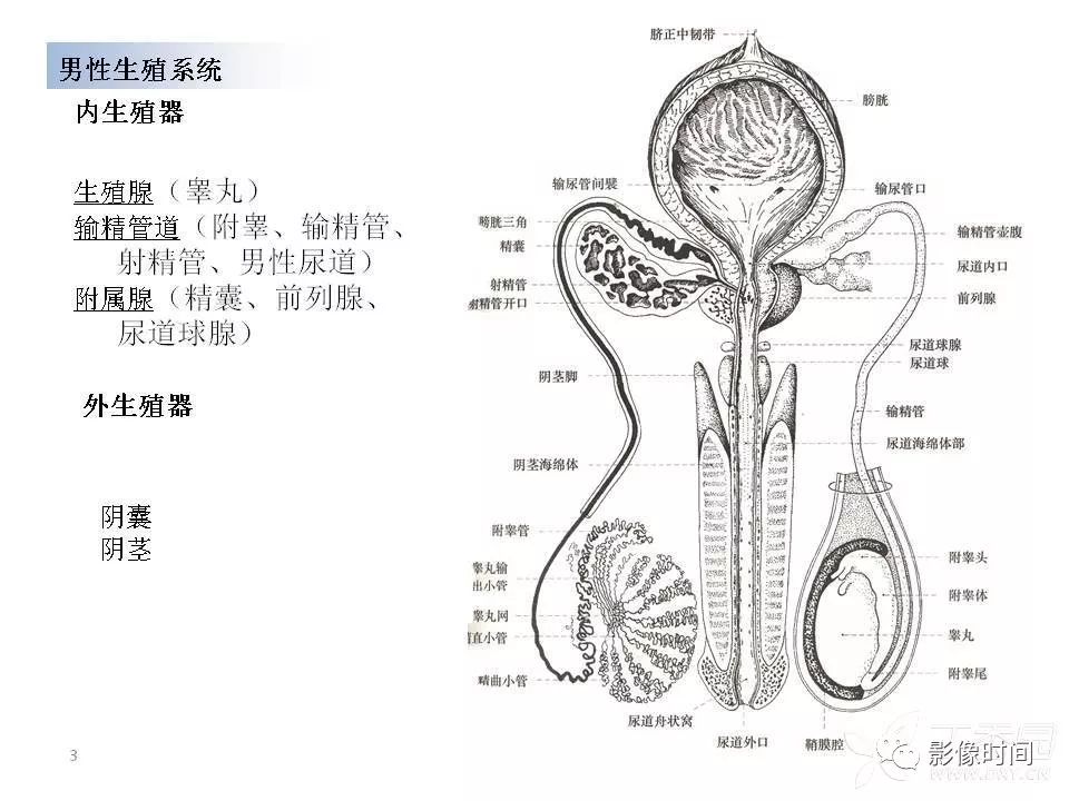 【PPT】前列腺影像解剖与功能解析