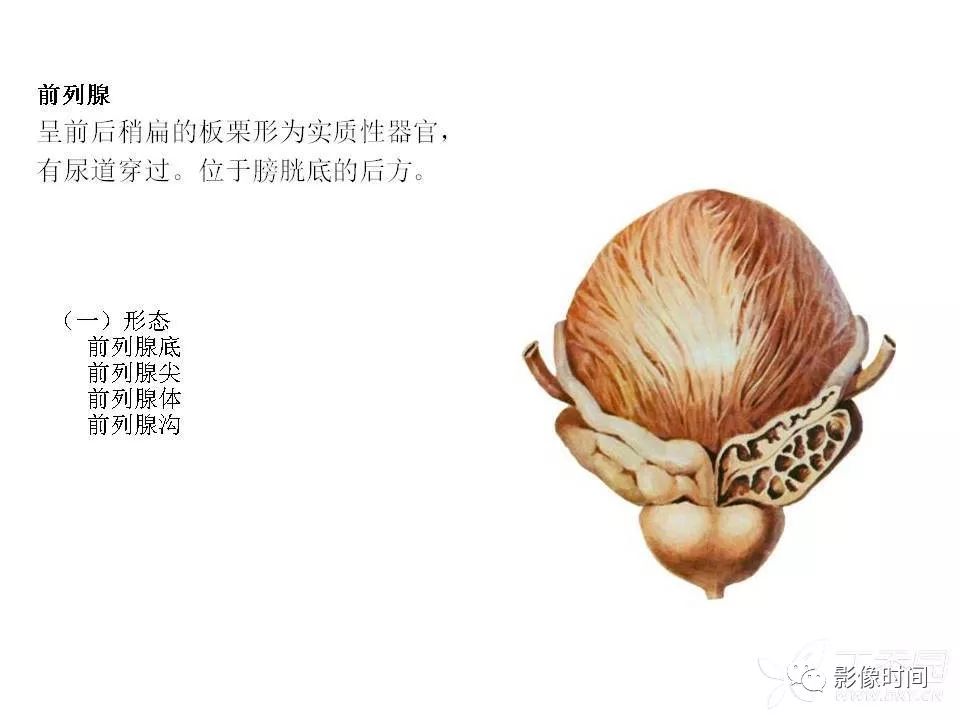 【PPT】前列腺影像解剖与功能解析