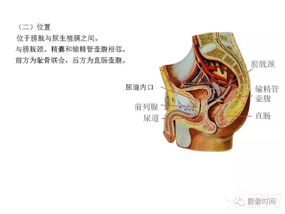 【PPT】前列腺影像解剖与功能解析