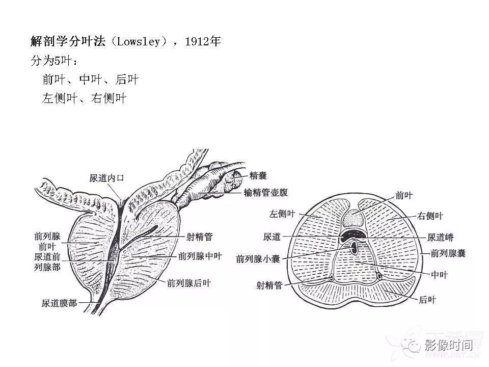 【PPT】前列腺影像解剖与功能解析