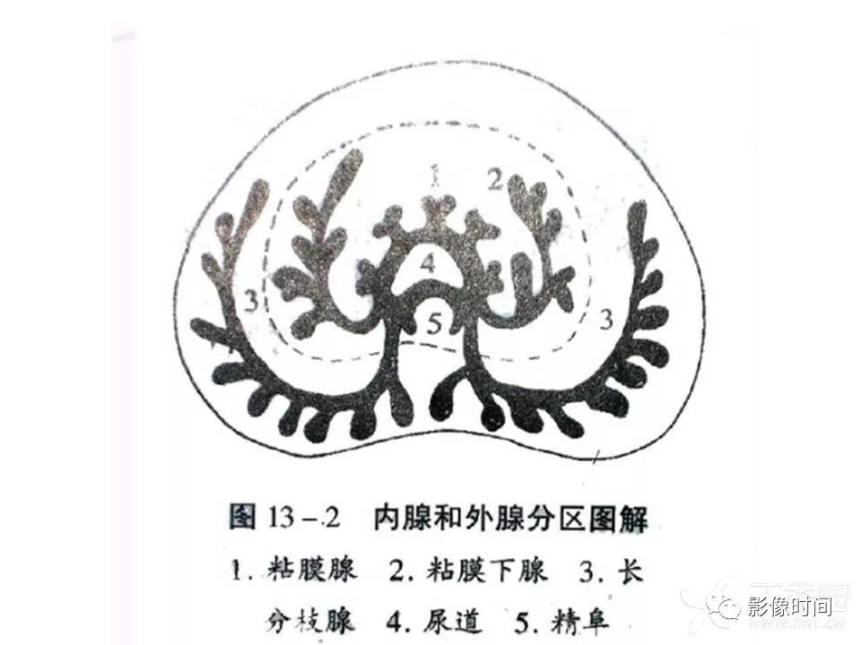 【PPT】前列腺影像解剖与功能解析