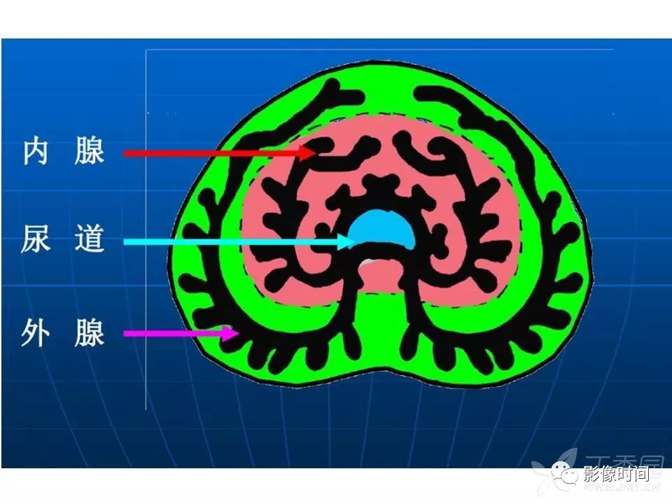 【PPT】前列腺影像解剖与功能解析