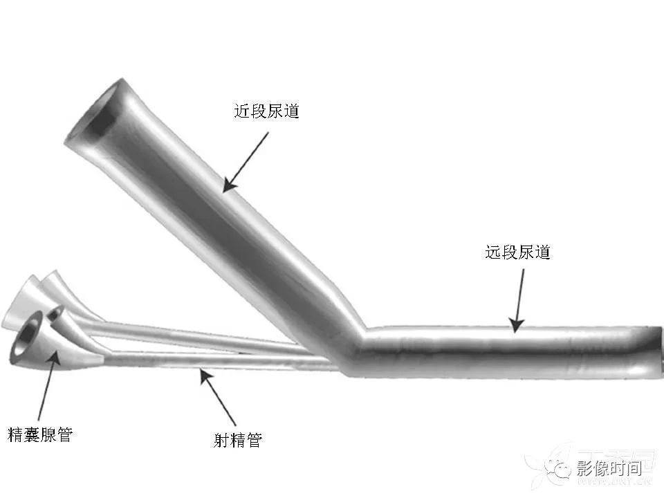 【PPT】前列腺影像解剖与功能解析