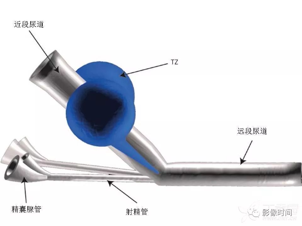 【PPT】前列腺影像解剖与功能解析