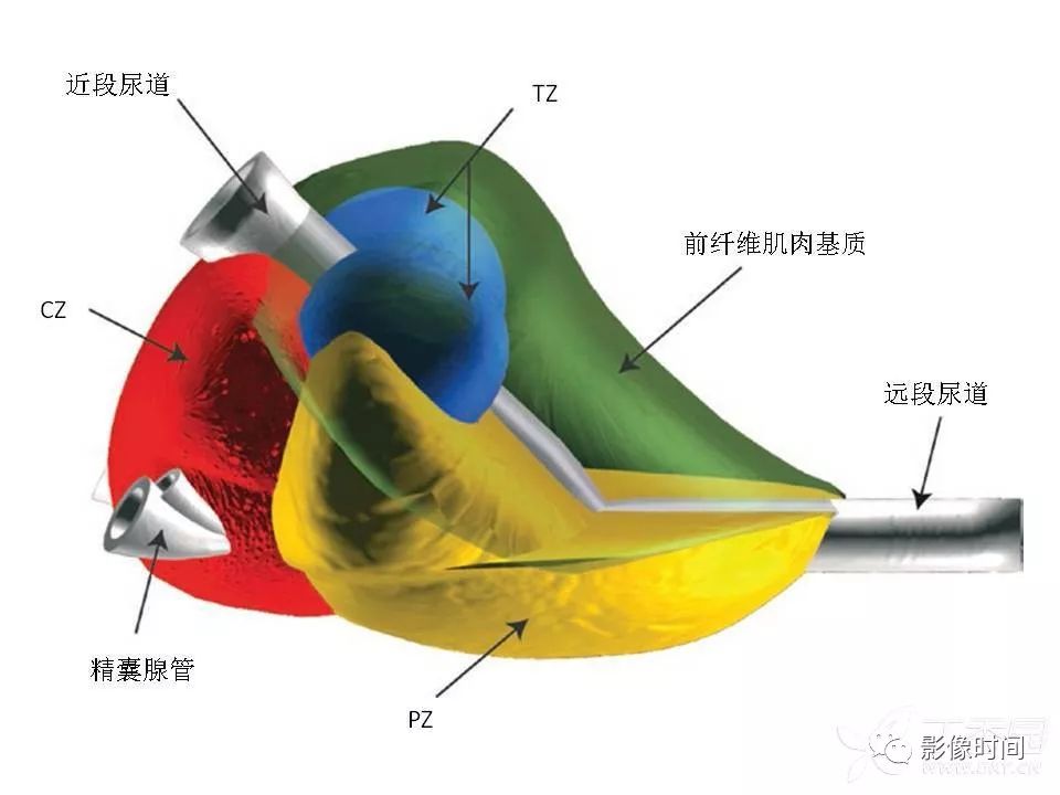 【PPT】前列腺影像解剖与功能解析