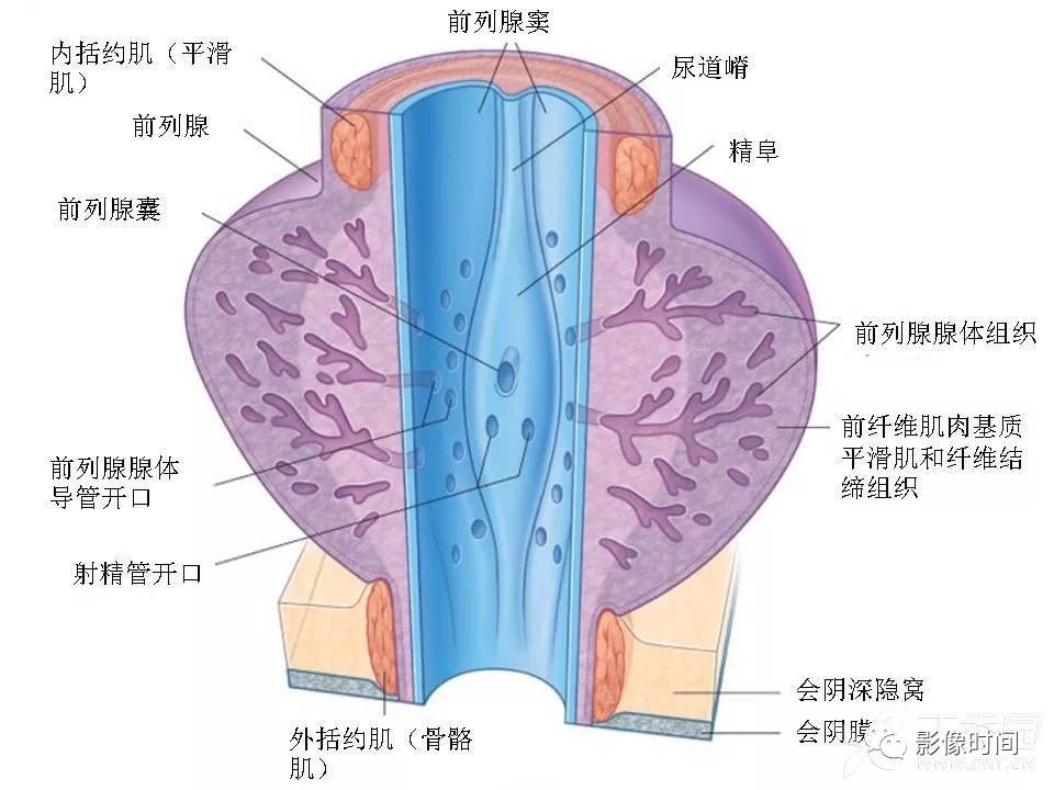 【PPT】前列腺影像解剖与功能解析