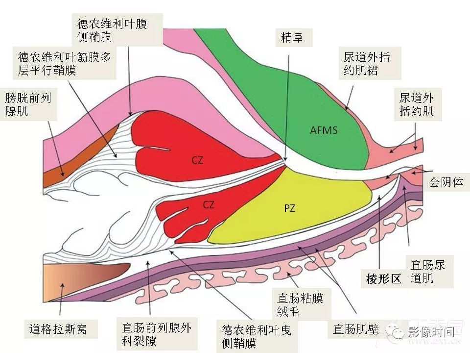 【PPT】前列腺影像解剖与功能解析