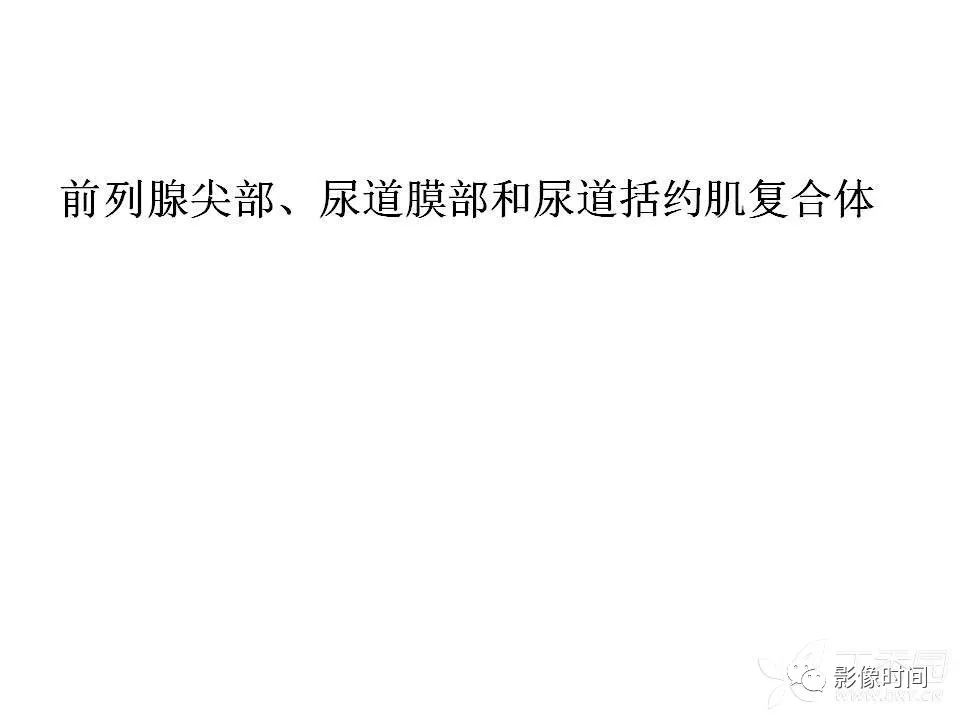 【PPT】前列腺影像解剖与功能解析