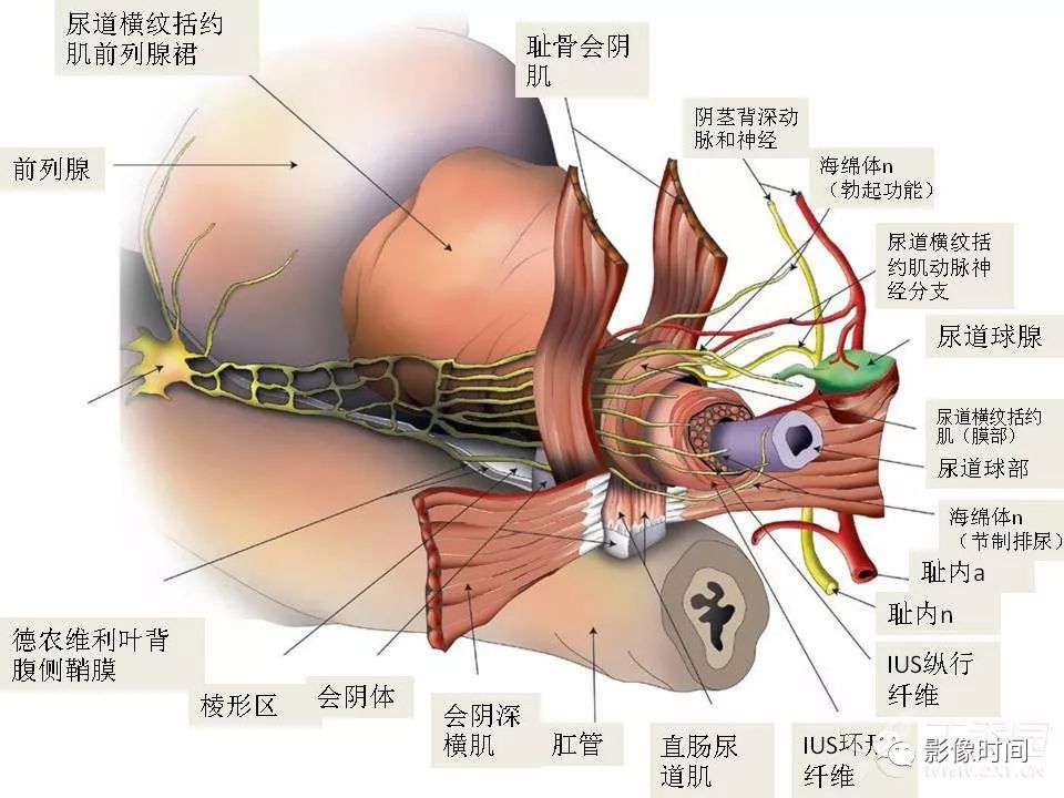 【PPT】前列腺影像解剖与功能解析