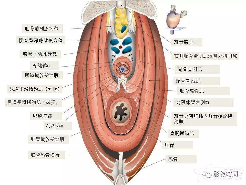 【PPT】前列腺影像解剖与功能解析