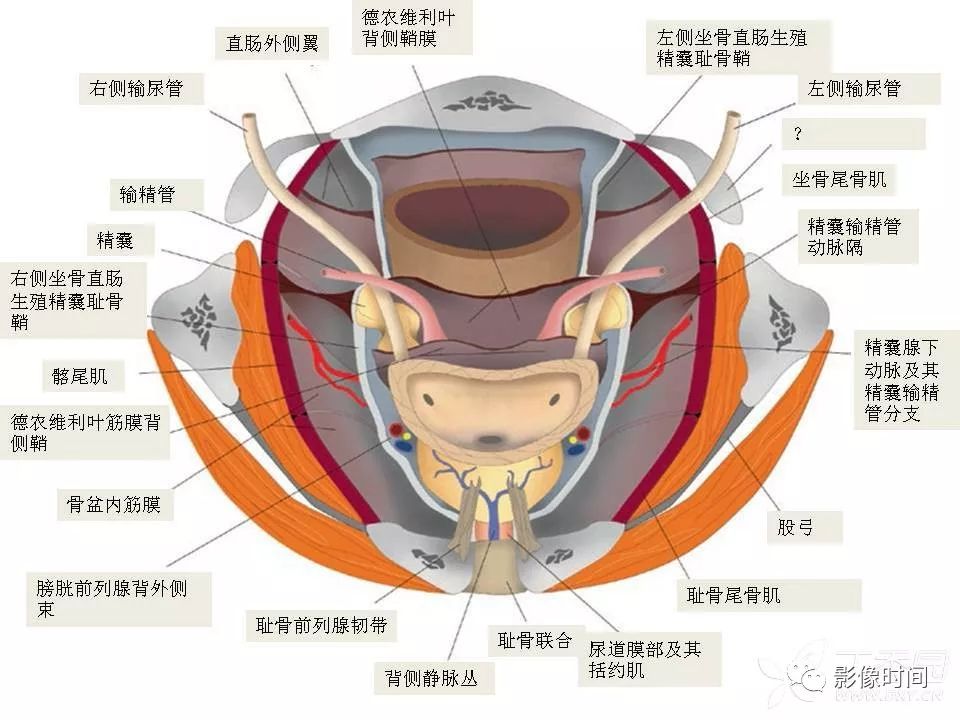 【PPT】前列腺影像解剖与功能解析