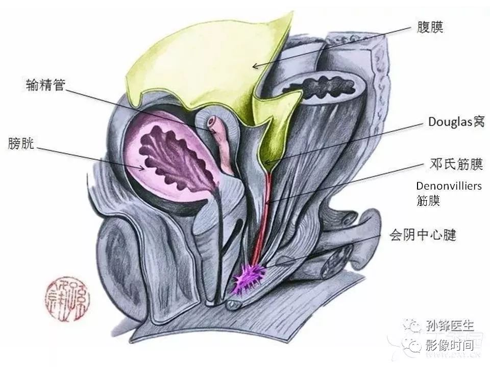【PPT】前列腺影像解剖与功能解析