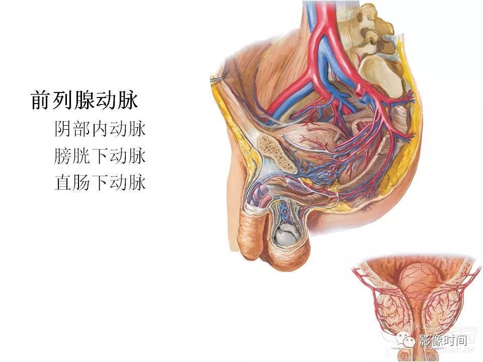 【PPT】前列腺影像解剖与功能解析