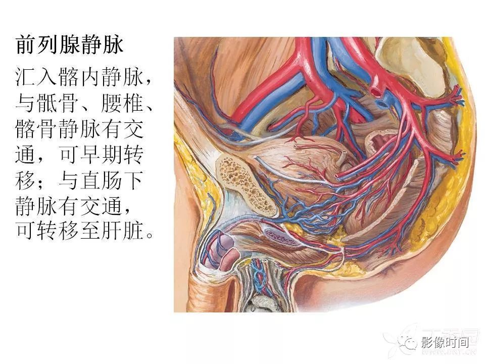 【PPT】前列腺影像解剖与功能解析
