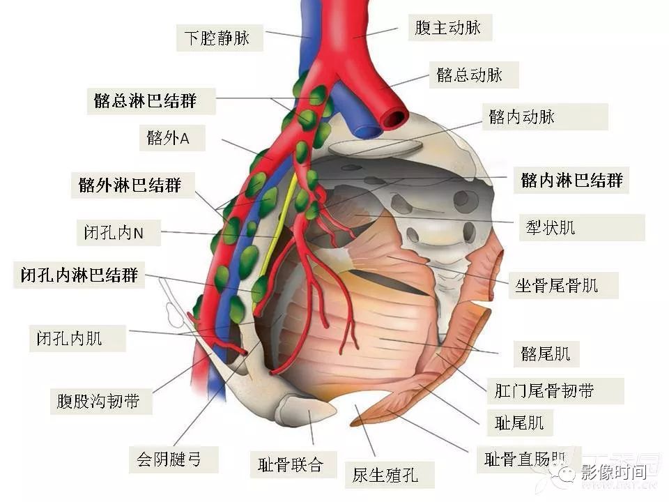 【PPT】前列腺影像解剖与功能解析