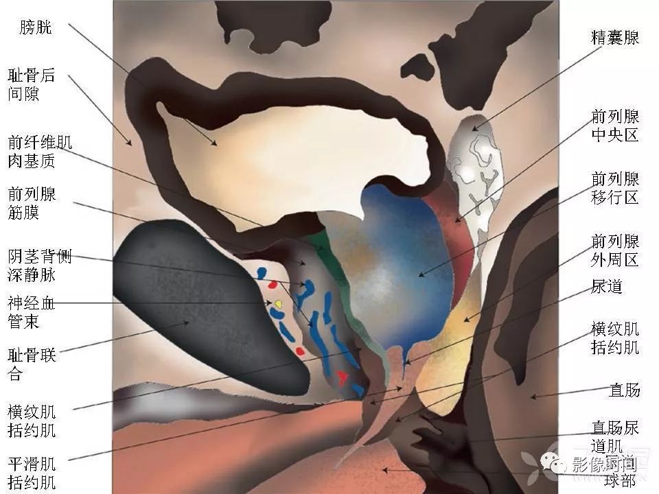 【PPT】前列腺影像解剖与功能解析