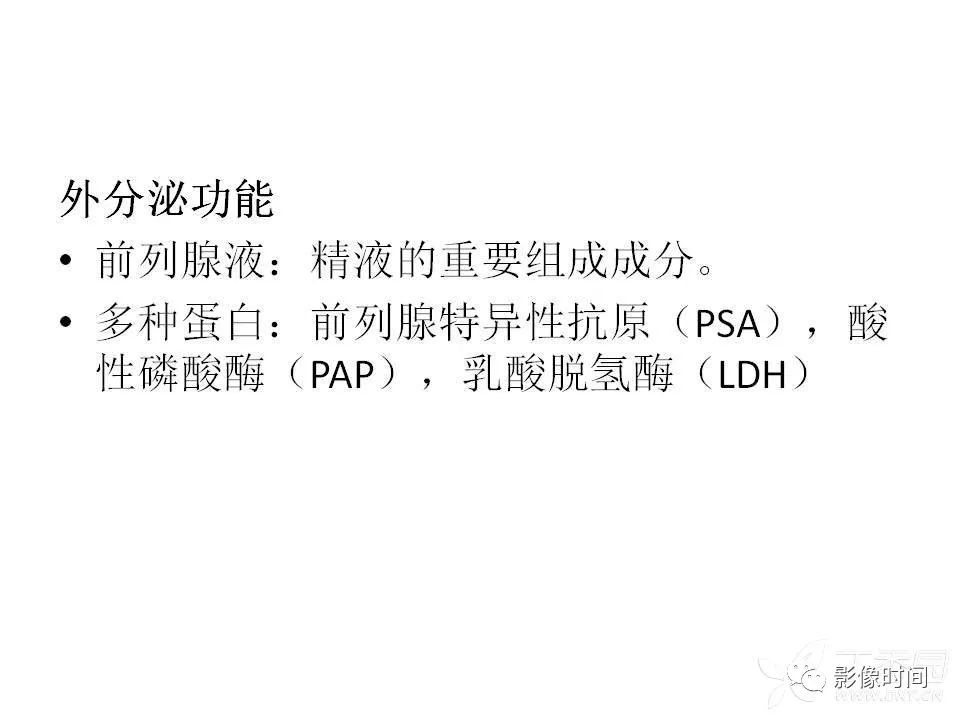 【PPT】前列腺影像解剖与功能解析