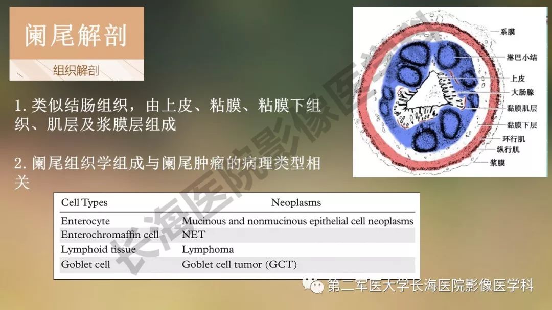 【PPT】阑尾常见原发肿瘤影像学表现