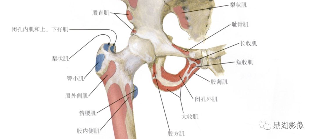 大转子疼痛综合征GTPS 大转子疼痛综合征GTPS