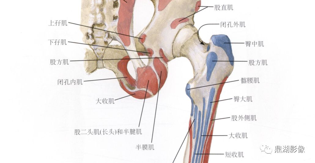 大转子疼痛综合征GTPS 大转子疼痛综合征GTPS
