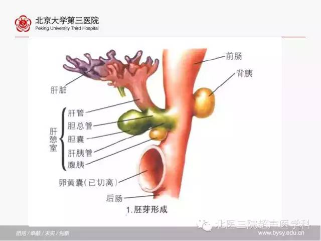 【PPT】胰腺常见解剖变异及影像学表现