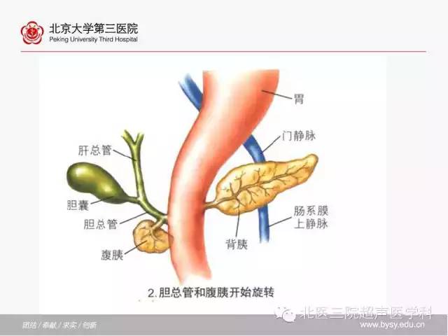 【PPT】胰腺常见解剖变异及影像学表现
