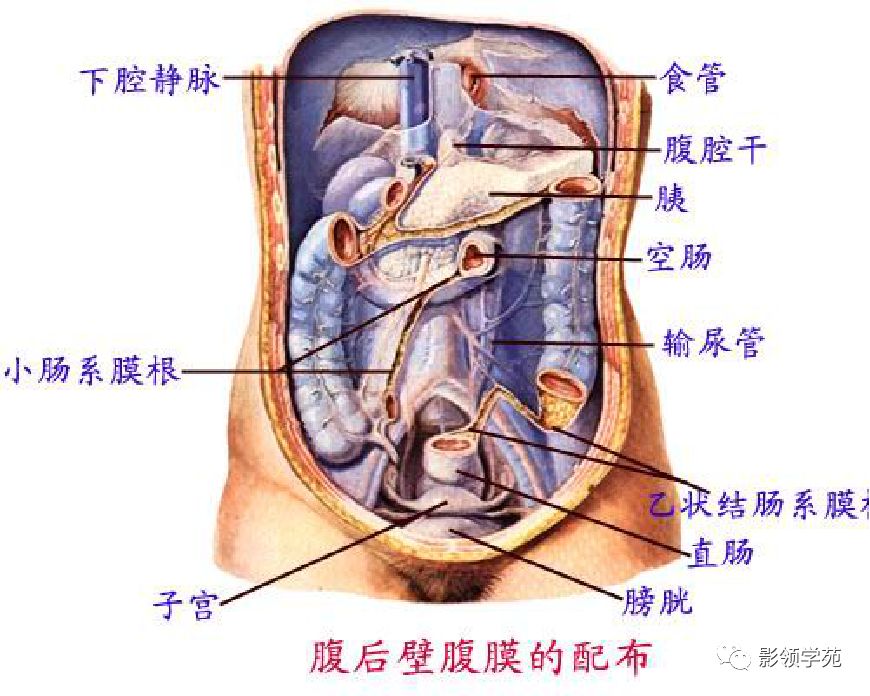 肠系膜脂膜炎的影像表现 肠系膜脂膜炎的影像表现