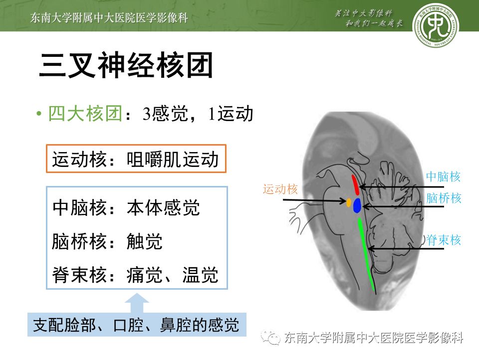 【PPT】三叉神经影像解剖及常见疾病