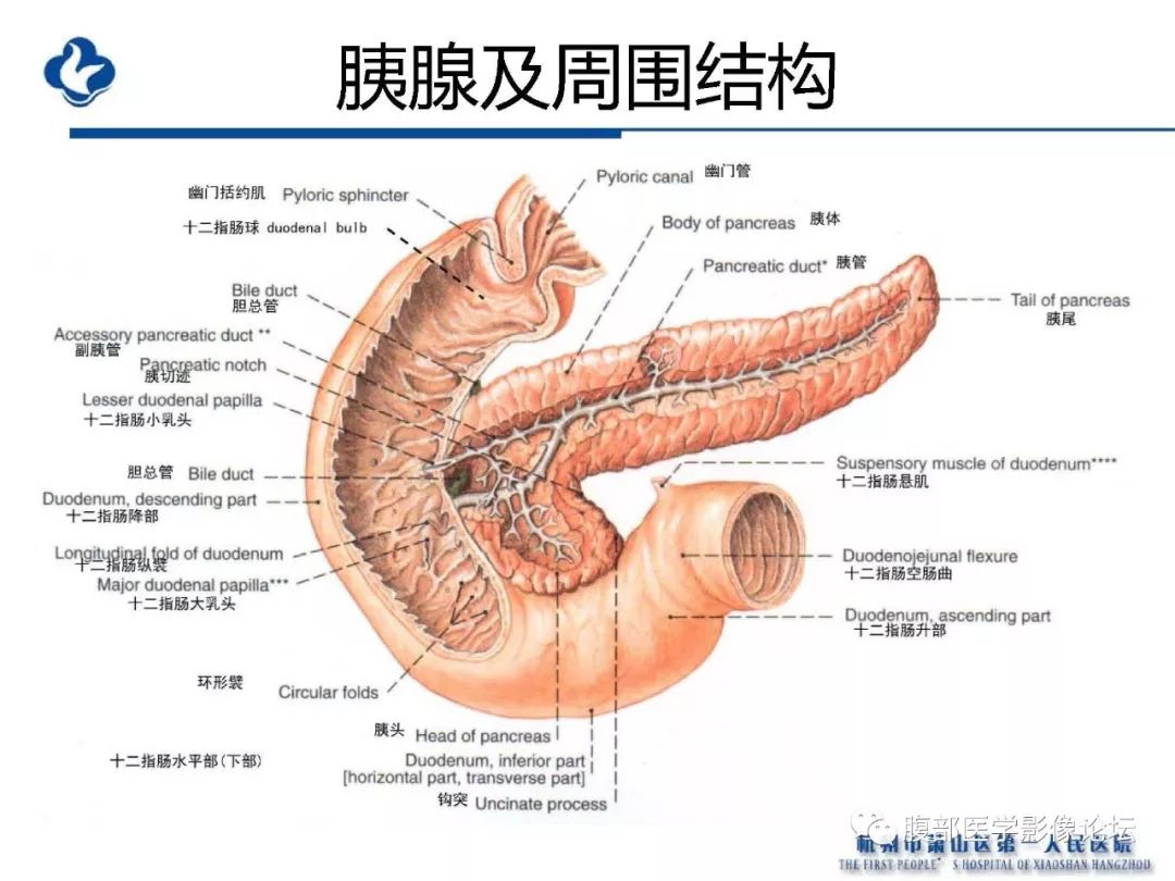 【PPT】胰腺炎病例复习—胰腺炎影像表现及并发症影像评估