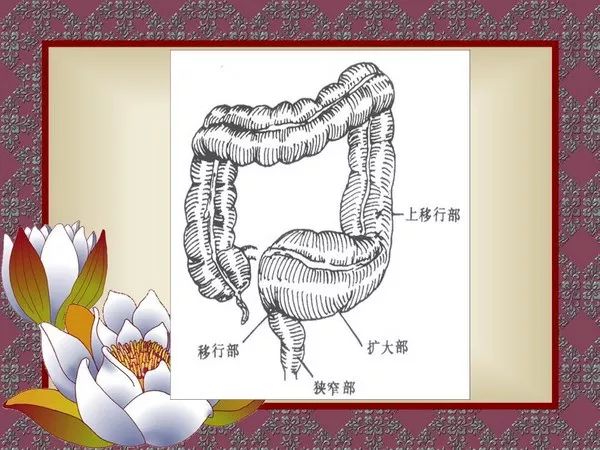 【PPT】先天性巨结肠的影像学诊断