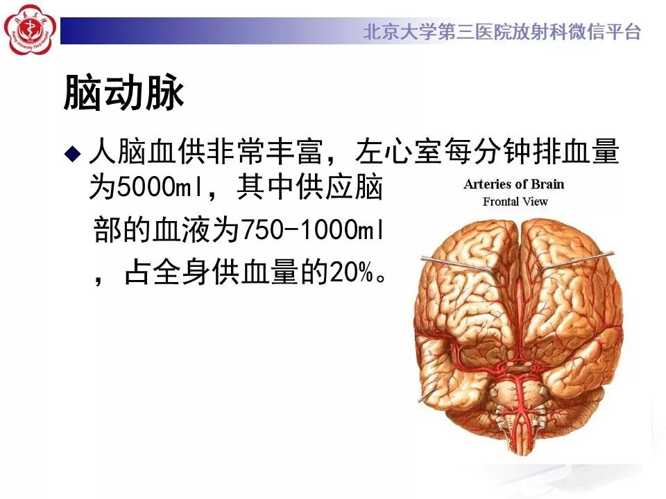 【PPT】脑动脉解剖及供血区分布