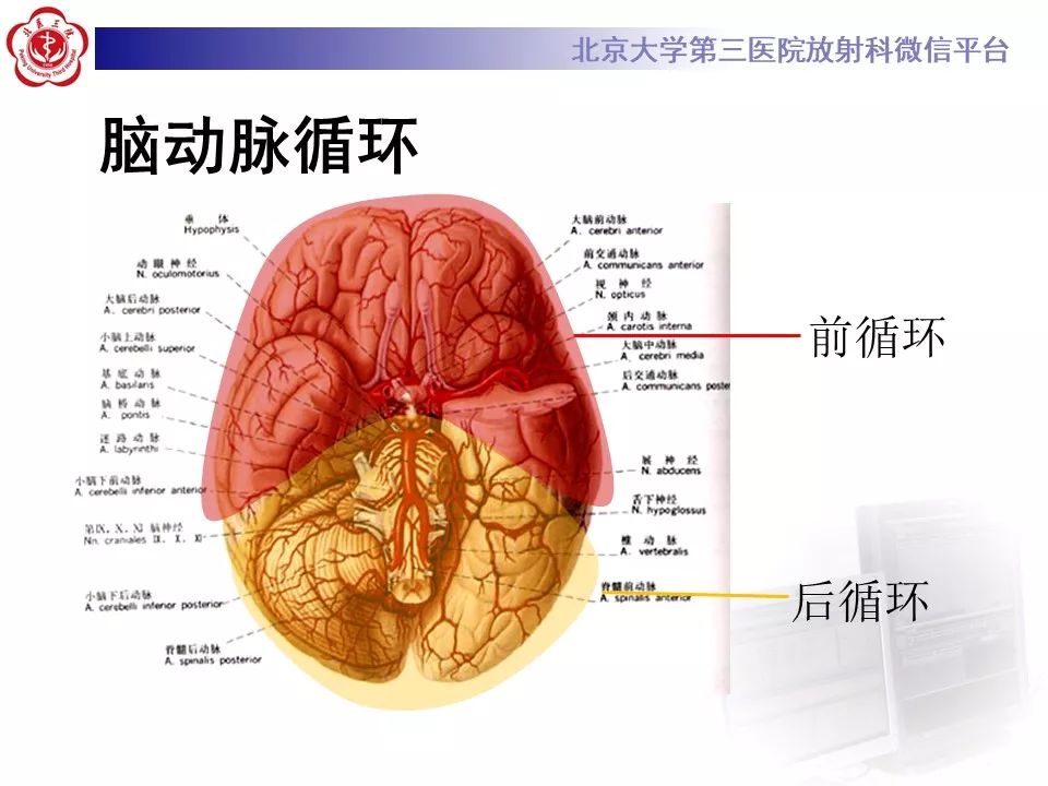 【PPT】脑动脉解剖及供血区分布