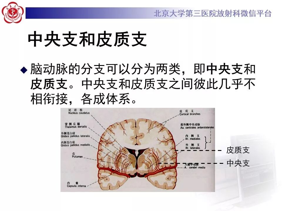 【PPT】脑动脉解剖及供血区分布