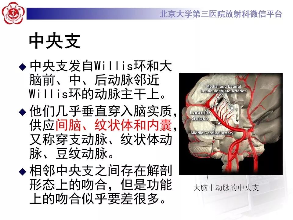 【PPT】脑动脉解剖及供血区分布