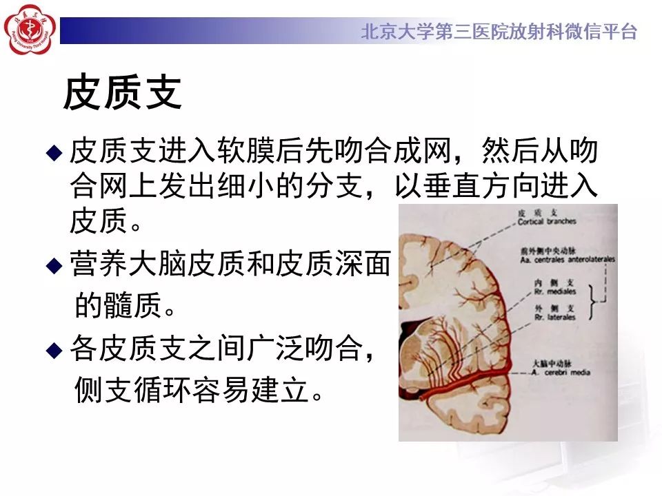 【PPT】脑动脉解剖及供血区分布