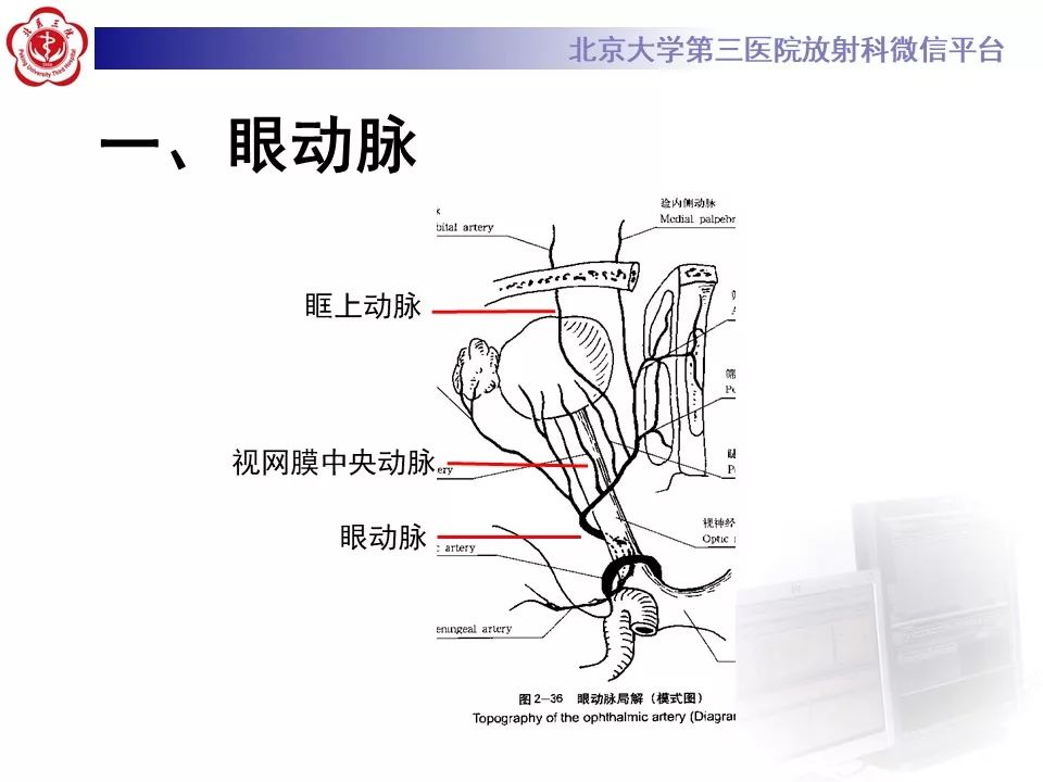 【PPT】脑动脉解剖及供血区分布