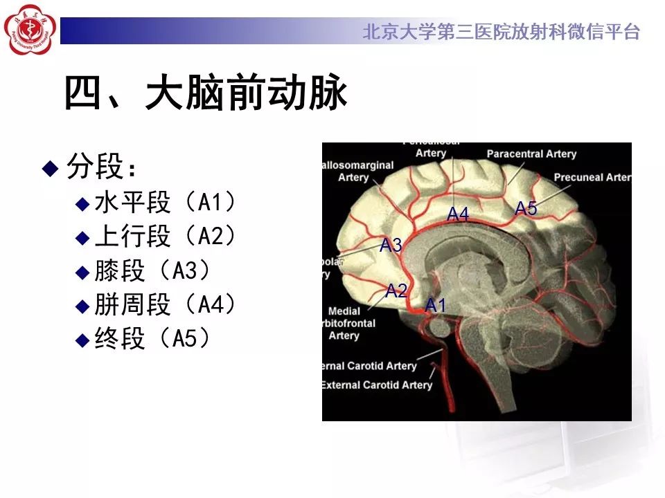 【PPT】脑动脉解剖及供血区分布