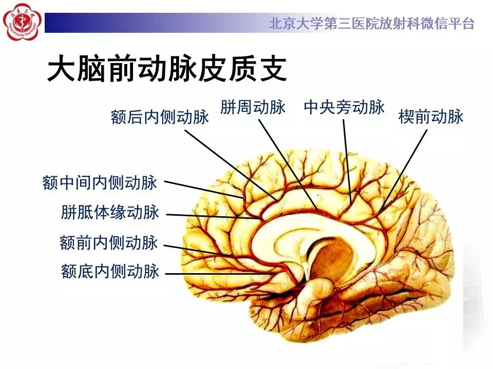 【PPT】脑动脉解剖及供血区分布