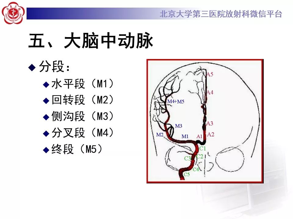 【PPT】脑动脉解剖及供血区分布