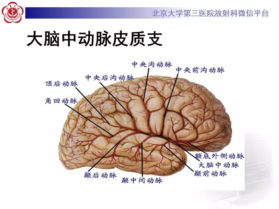 【PPT】脑动脉解剖及供血区分布