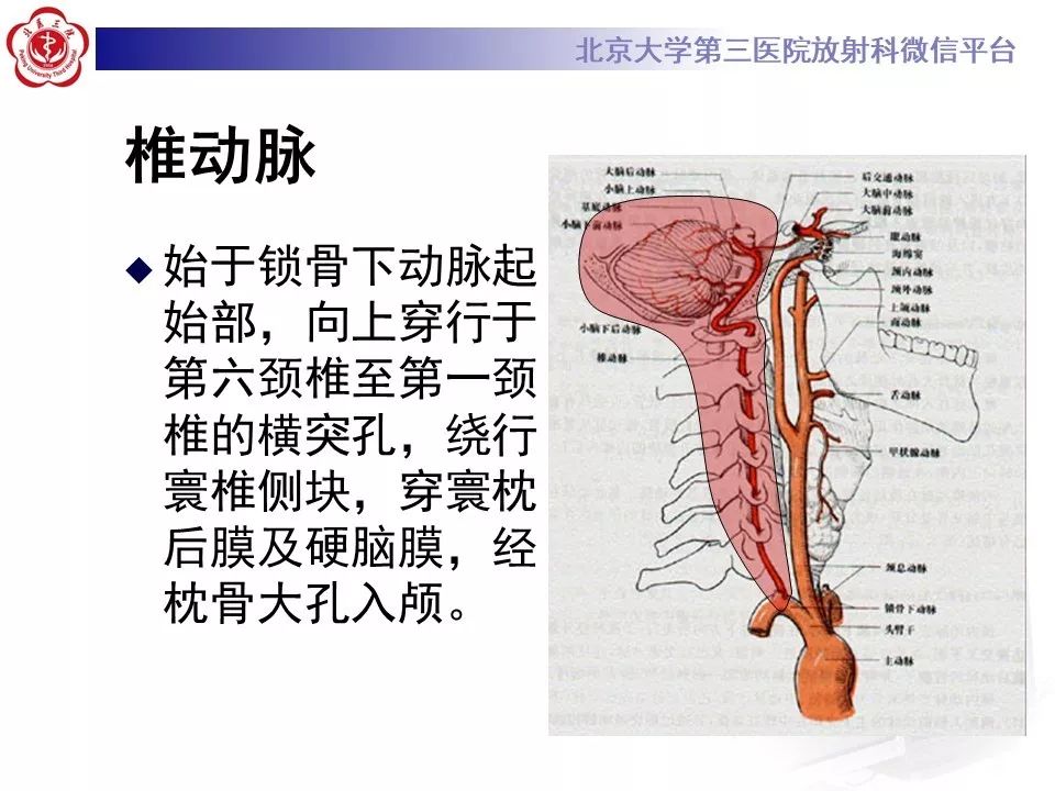 【PPT】脑动脉解剖及供血区分布