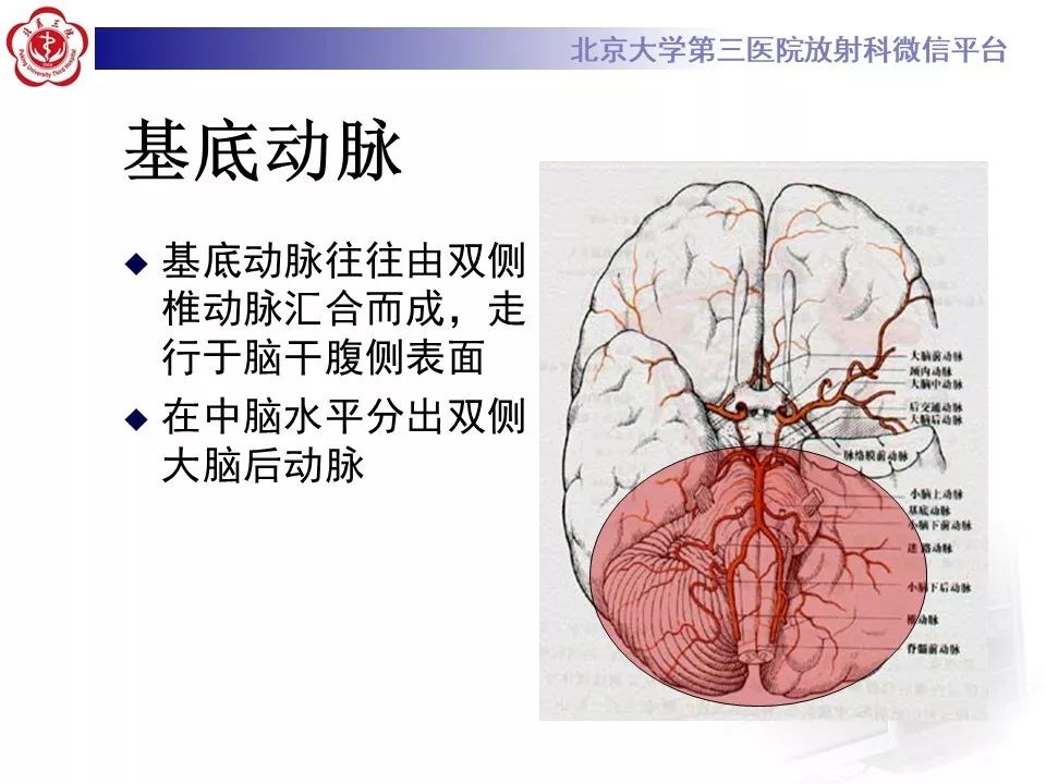 【PPT】脑动脉解剖及供血区分布