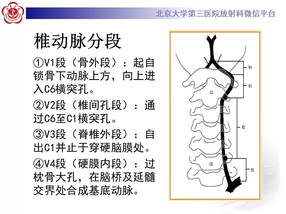 【PPT】脑动脉解剖及供血区分布