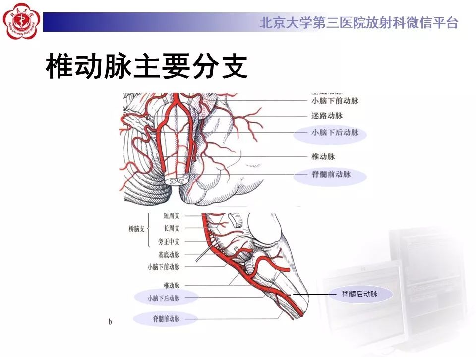 【PPT】脑动脉解剖及供血区分布